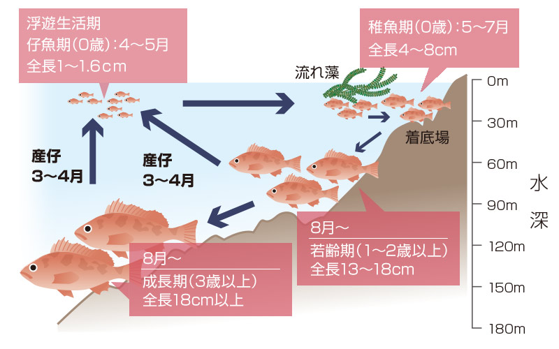 ウスメバルの生活史