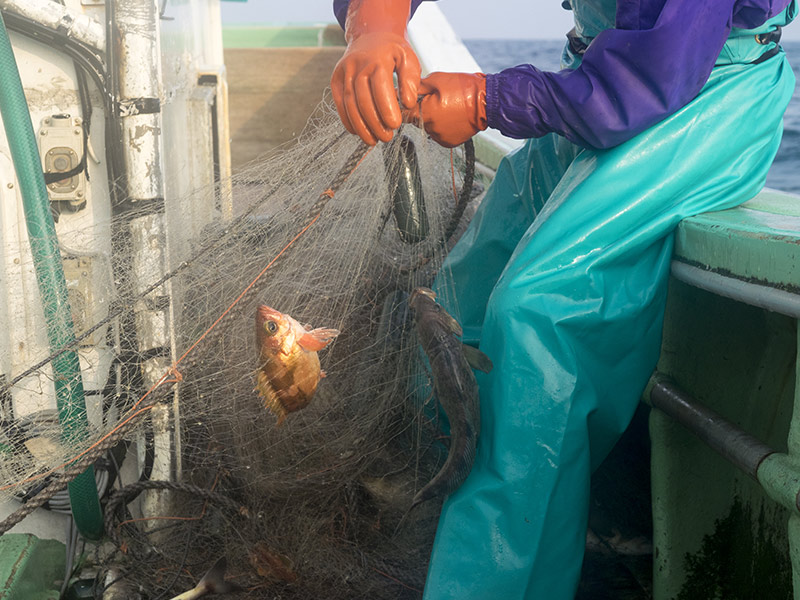 固定式刺網漁業の様子 船上から