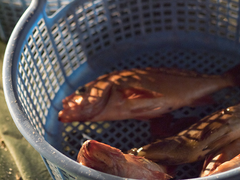 固定式刺網漁業の様子 船上から