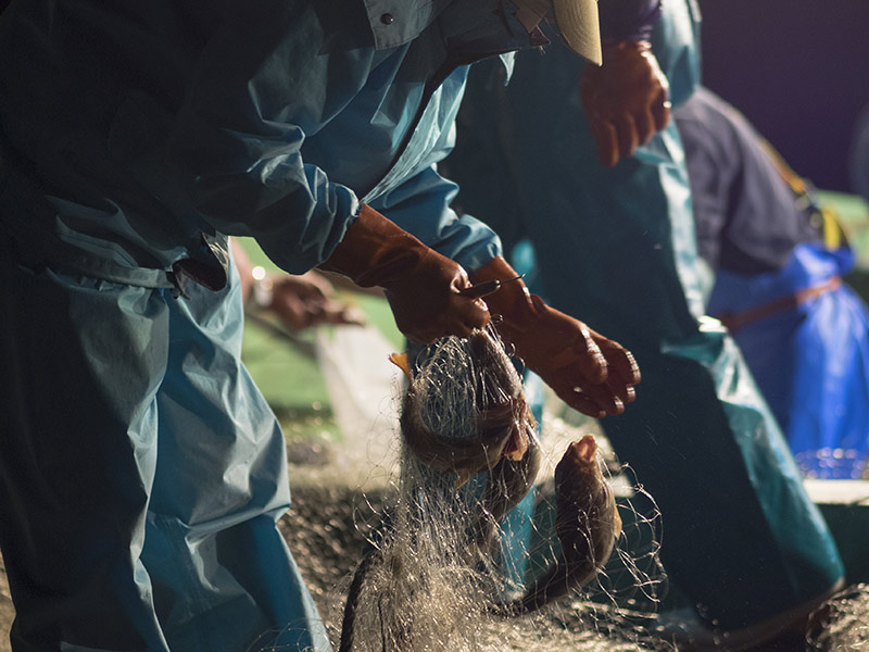 固定式刺網漁業の様子 船上から