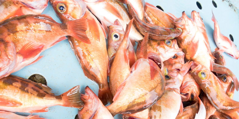 ウスメバルとは？